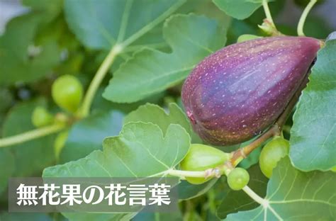 無花果 寓意|無花果 (イチジク)の花言葉！子孫繁栄など7つの意味。